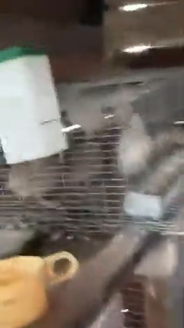 поилка для кроликов с бачком 1 литр (ЧП5) смотреть онлайн