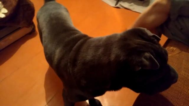 Собака меломан просит косточку смотреть онлайн