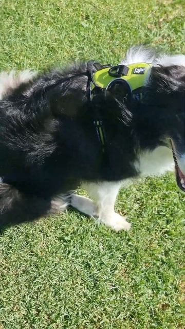 Bella wearing her M size Truelove harness. #darkumcollie #bordercollie #dog #truelovepets смотреть онлайн