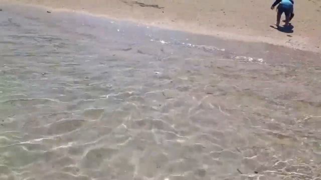 Kid meets the starfish in Bali (Chocolate Chips Sea Star) смотреть онлайн