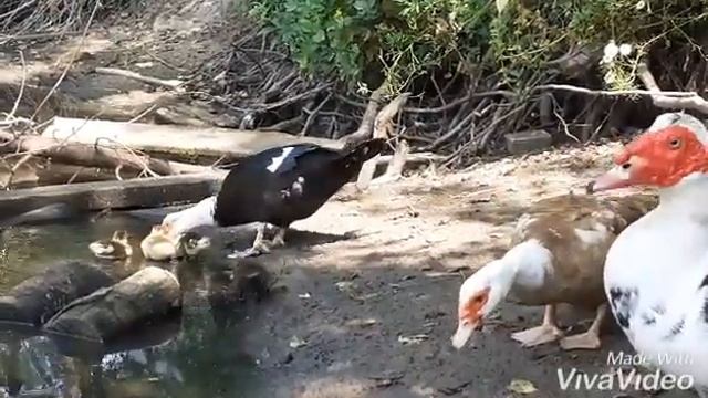 Индоутка с утятами плавает в пруду. Выводок утят смотреть онлайн