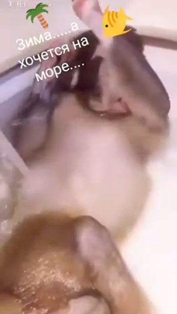 Прикол: Зима... а хочется на море смотреть онлайн