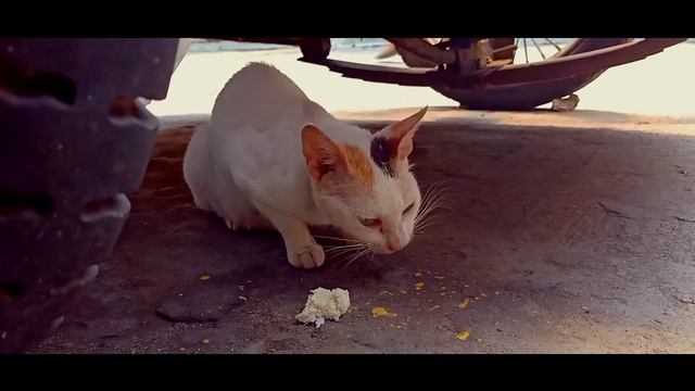 Stray Cats Mobile Cinematic Video | Oppo Reno 2f смотреть онлайн