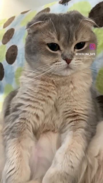 Luna is Scottish Fold Blue Chinchilla. She’s the chilliest cat on this planet #shorts #cats #pets смотреть онлайн