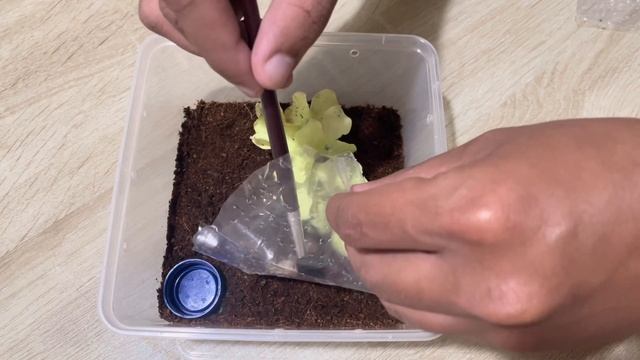 Unboxing 3 Tarantulas ( Brachypelma Klaasi, Brachypelma Emilia & Sericopelma Aungustum ) смотреть онлайн