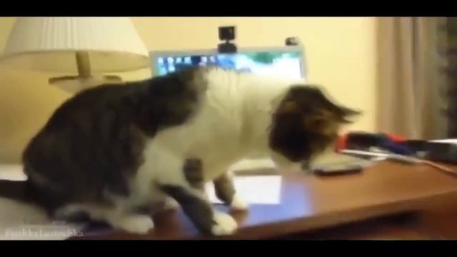 Смешные кошки. 30 минут смеха. :D смотреть онлайн