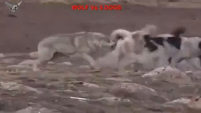 В природе как и в жизни среди людей смотреть онлайн
