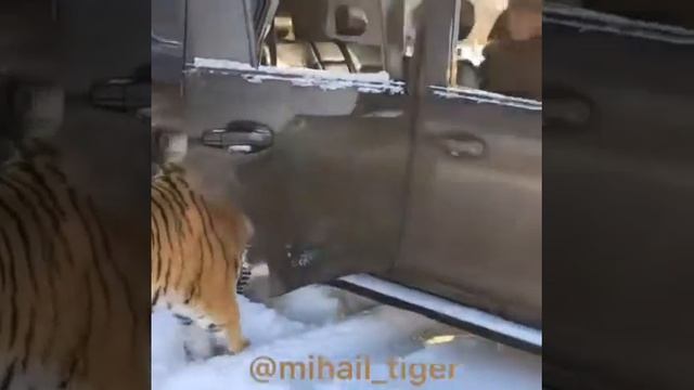 Ааааааа три тигра 🐅 в машине!! смотреть онлайн