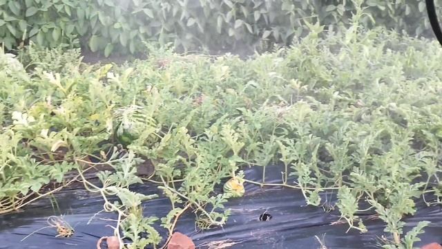 Помилки при вирощуванні динь та кавунів. Улюблені кавуни 🍉🤗 смотреть онлайн