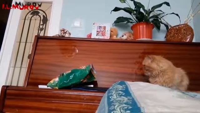 животные воришки смотреть онлайн