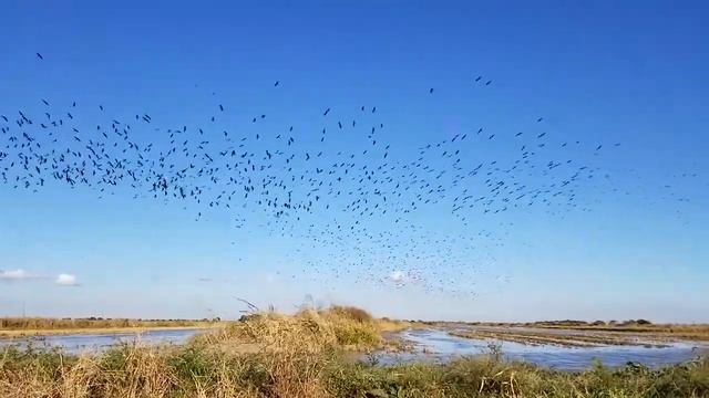 White-faced/Glossy Ibis flushed by a Bald Ealge from a rice field смотреть онлайн