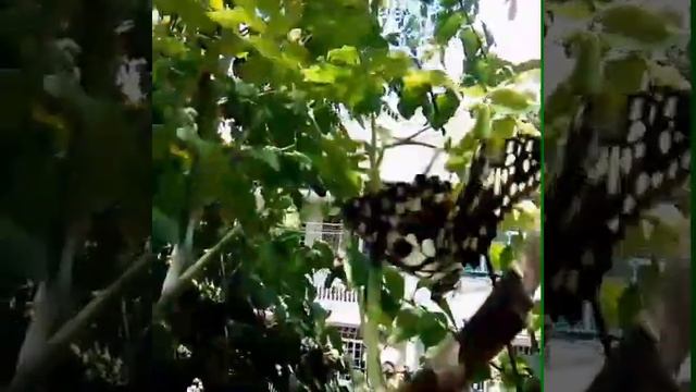 What butterflies do when they don't fly? смотреть онлайн