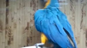 попугай кеша танцует