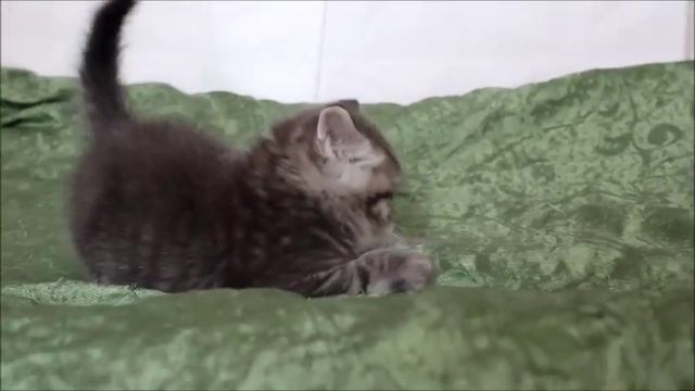 My Movie5 смотреть онлайн