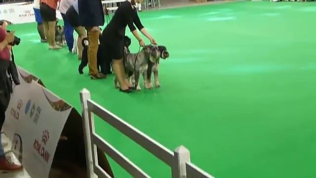 пары ISPU 2018 смотреть онлайн