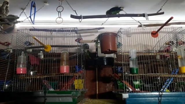 Неразлучники lovebird #2 смотреть онлайн