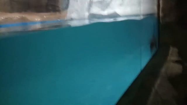 Лазаревское. Обзор Пингвинария в Ревьере. смотреть онлайн