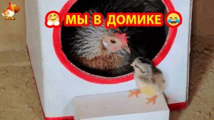 Гнездо наседке из коробки как укрытие для Мамы и Цыплят 📦🐥🐤
