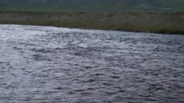 Монгольские мотивы / Mongolian song