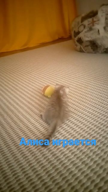 Алиса играется смотреть онлайн
