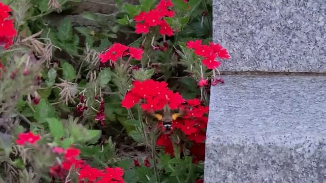 Not a Bird but a Moth - Hummingbird Hawk Moth смотреть онлайн