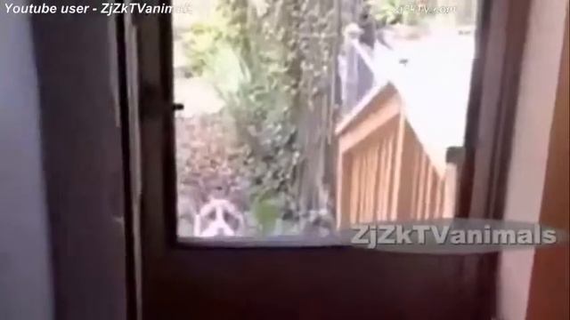 Приколы с животными №62 Fun with animals #62 смотреть онлайн