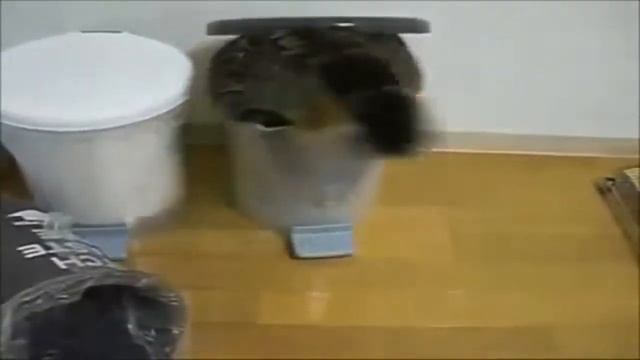 Смешные животные Смотреть смешные коты смотреть онлайн