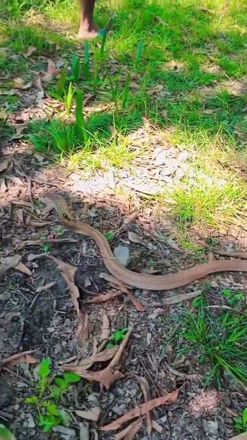 #snake#snakevideo #snakes#viral#trending #shorts @mrindianhackershorts  #ishayari#ytshorts#ytviral смотреть онлайн