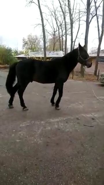 Дон 2014 г.р. Продаётся (отец Владимирский тяжеловоз , мать Орловская рысистая) смотреть онлайн