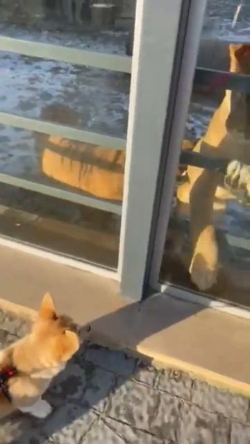 КОРГИ VS ТИГР. 🐶🐯Самый смелый щенок Вельш-корги. смотреть онлайн