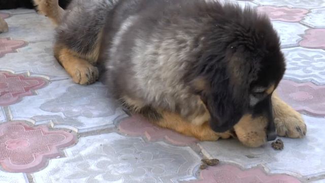 Tibetan mastiff`s in Saint-Petersburg смотреть онлайн