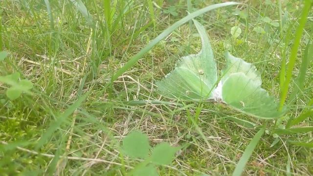 damaged luna moth смотреть онлайн