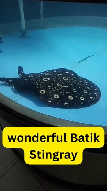 wonderful Batik Stingray #shorts смотреть онлайн