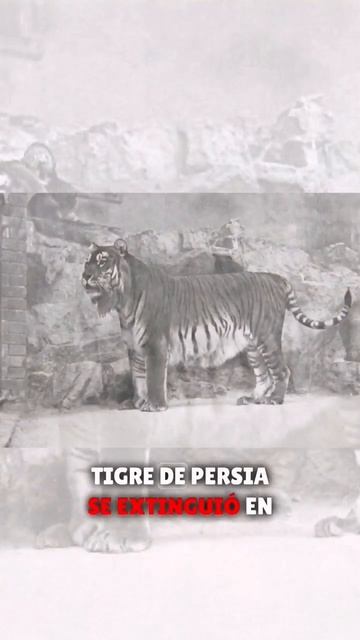 Últimas fotos de animales extintos #animalesextintos #extinto #animales #animals #moa #tigre смотреть онлайн
