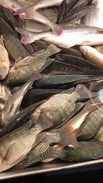 #hasbirabbi #fishingvideo #fishing #bigfish #subhanallah #fish #viral #ytshorts #shorts смотреть онлайн