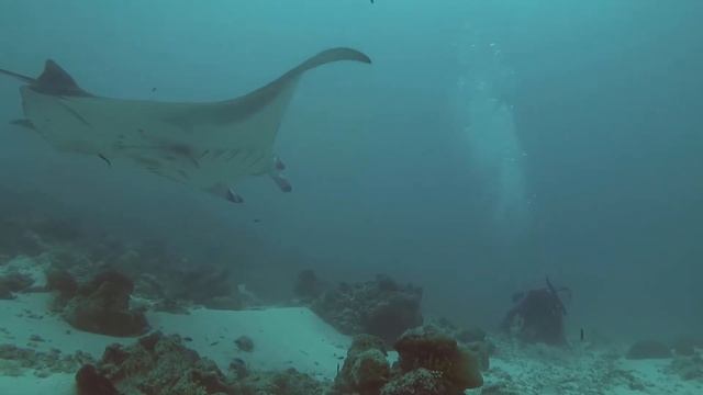 SEABIKE MALDIVES смотреть онлайн