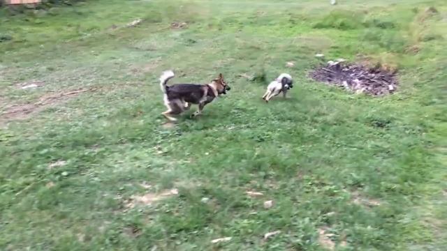 Щенки Лайки играются. Покос продолжается. смотреть онлайн