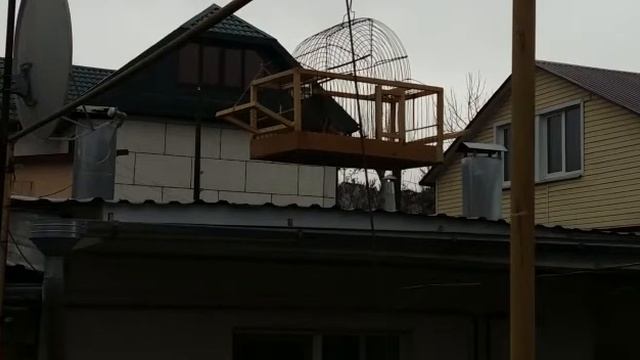 Щегол красиво поёт смотреть онлайн