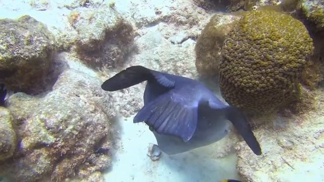 Bonaire III Ocean Triggerfish смотреть онлайн