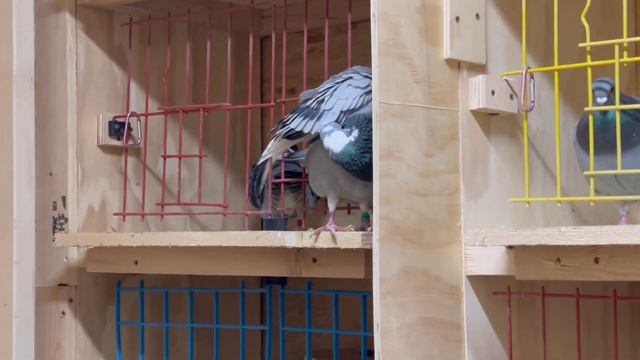 SUPER BREEDING 2024 YB SEASON😱 TARA MAG BREED NA TAYO! RACING PIGEON PRIME LOFT BREEDING 2024 смотреть онлайн