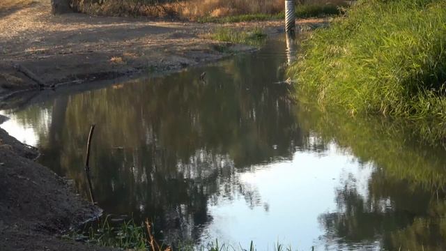 2nd Self-filmed Nutria Hunt. I Thought I Had The Camera On! 😡 смотреть онлайн