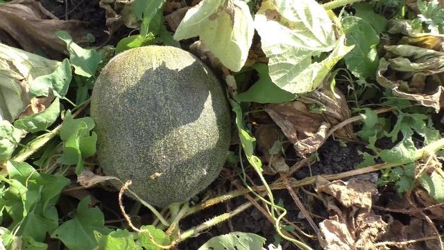 Сорт дыни ЕВДОКИЯ