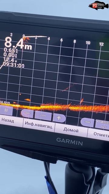 СУДАК В ПРЯМОМ ЭФИРЕ .Судак в Паноптикс…#shorts #panoptix смотреть онлайн