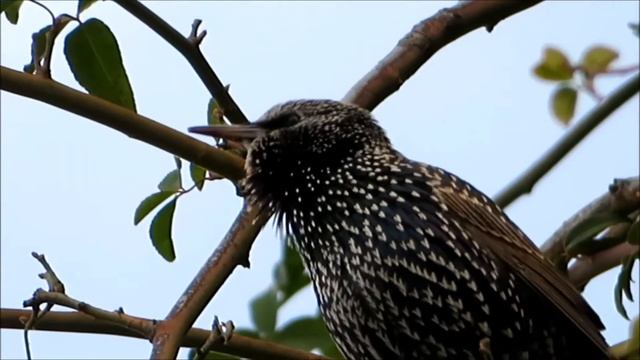 2020 16 01 ЗИМУЮЩИЙ У НАС СКВОРЕЦ ГОЛОС смотреть онлайн