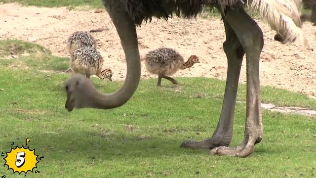 Versiones Gigantes EXTINTAS De Criaturas Modernas! смотреть онлайн