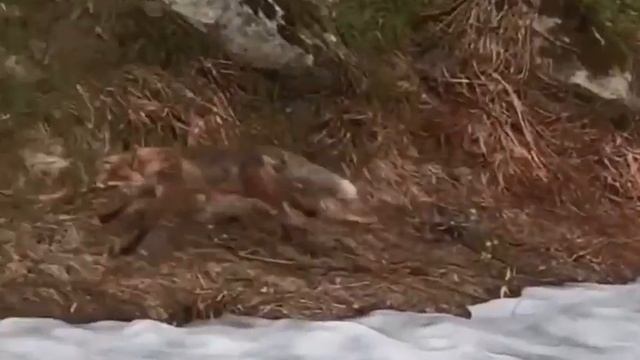 Шуструю лисичку встретили в горах Сочи 🦊 смотреть онлайн