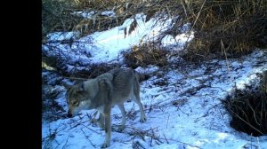 Зимние волки