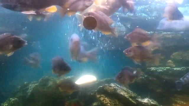 стайка каданго смотреть онлайн