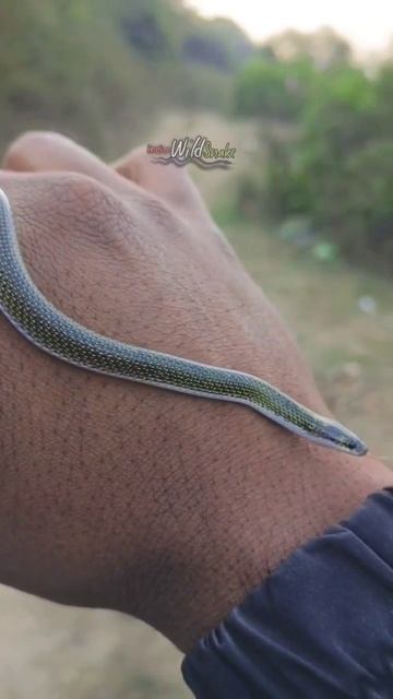 Twin-spotted wolf snake #shorts #snake #wolfsnake смотреть онлайн