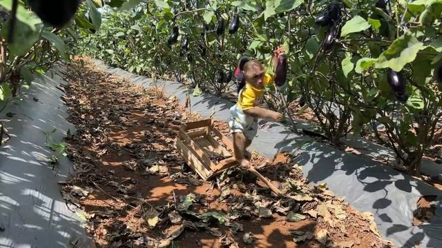 CUTIS rickshaw harvests eggplant to sell and buy meat! Feed mom& Yen Nhi смотреть онлайн